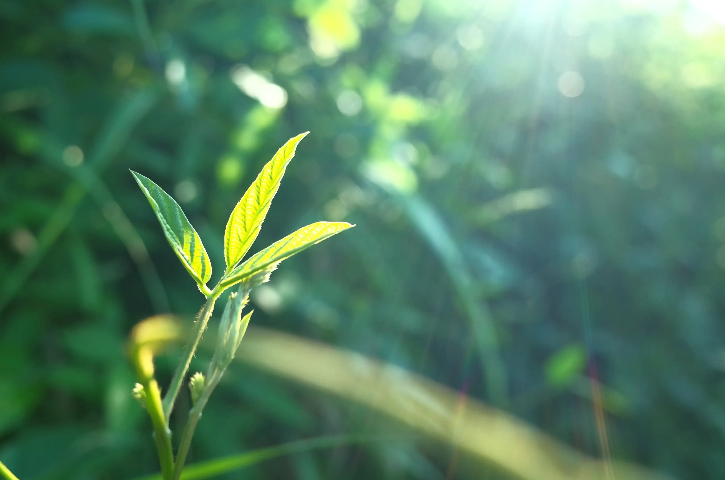 ペルシード - アルバム オンラインストア