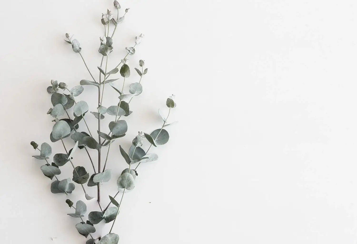 No.996 - アルバム オンラインストア