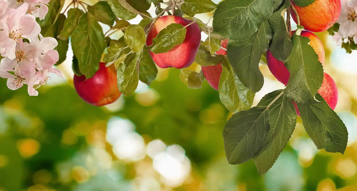 No.997 - アルバム オンラインストア