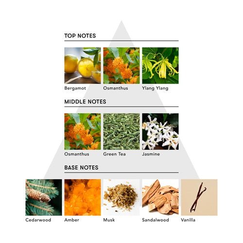 アナイスカンパニーマインドフル リード ディフューザー / FACE OF MODESTY日用品・その他 - アルバム オンラインストア